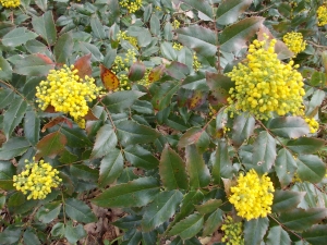 mahonie plazivá - Mahonia repens