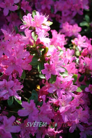 Pěnišník azalka Diamant Lachs Rosa - Rhododendron - Azalea Diamant Lachs Rosa
