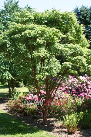 javor šedý - Acer griseum