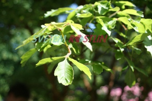 javor šedý - Acer griseum