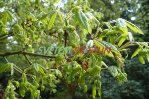 javor šedý - Acer griseum