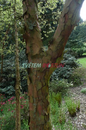 javor šedý - Acer griseum