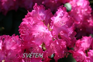 pěnišník jakušimský Tatjana - Rhododendron yakushimanum Tatjana