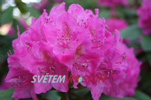pěnišník Helmholtz - Rhododendron hybride Helmholtz