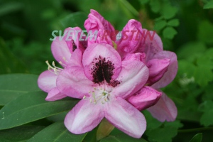 pěnišník převeliký Marchioness of Lansdowne - Rhododendron maximum Marchioness of Lansdowne