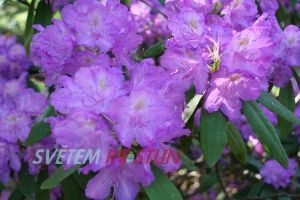 pěnišník Sputnik - Rhododendron x smirnowi Sputnik