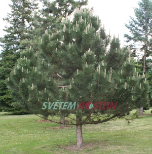 borovice černá Géant de Suisse - Pinus nigra Géant de Suisse