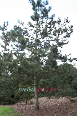 borovice smolná - Pinus resinosa