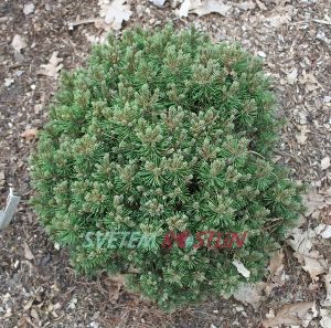 borovice kleč Pigelmee - Pinus mugo Pigelmee