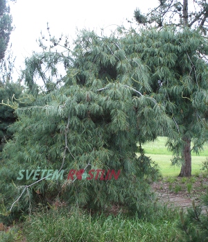 borovice pohorská Pendula - Pinus monticola Pendula