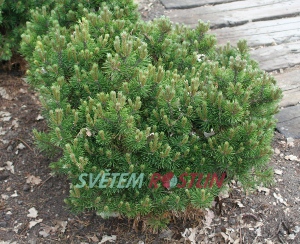 borovice pyrenejská Humpy - Pinus uncinata Humpy
