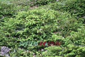 smrk ztepilý Repens - Picea abies Repens