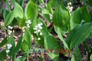 konvalinka vonná - Convallaria majalis