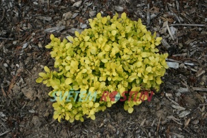 dřišťál Thunbergův Tiny Gold® - Berberis thunbergii Tiny Gold®
