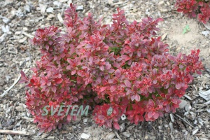 dřišťál Thunbergův Admiration - Berberis thunbergii Admiration