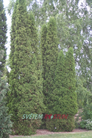 zerav západní Malonyana - Thuja occidentalis Malonyana