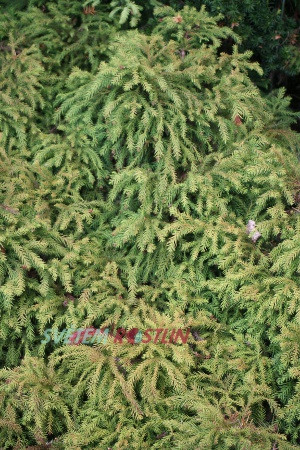 kryptomerie japonská Globosa - Cryptomeria japonica Globosa
