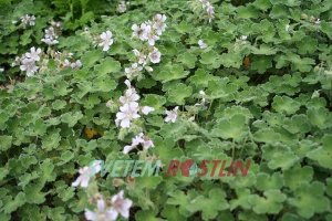kakost renardii - Geranium renardii