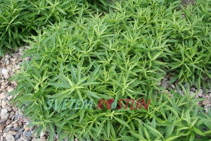 zlatohýl Laurin - Solidago Laurin