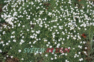 hvozdík sivý La Bourboule White - Dianthus gratianopolitanus La Bourboule White