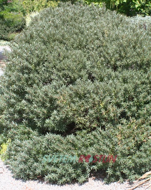 rakytník řešetlákový - Hippophae rhamnoides
