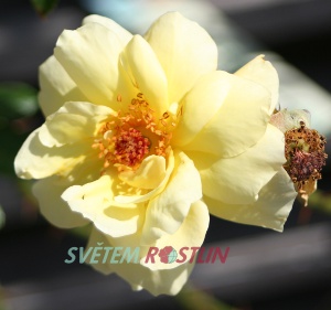 růže Goldstern - Rosa Goldstern