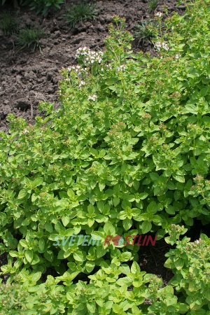 dobromysl obecná Thumbles Variety - Origanum vulgare Thumbles Variety