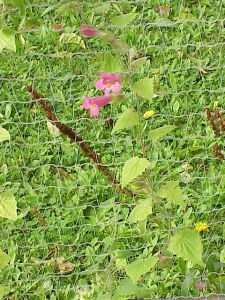 Lophospermum erubescens