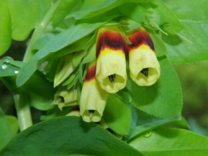 voskovka větší - Cerinthe major