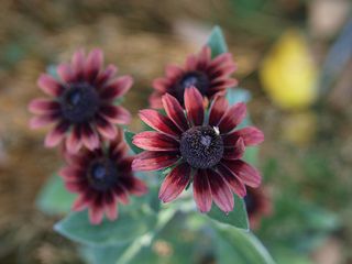 třapatka srstnatá Cherry brandy - Rudbeckia hirta Cherry brandy