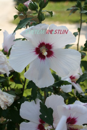 ibišek syrský Melrose - Hibiscus syriacus Melrose