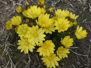 hlaváček jarní - Adonis vernalis