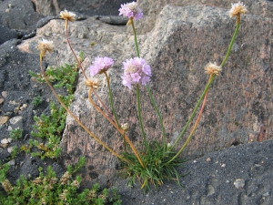 trávnička přímořská - Armeria maritima