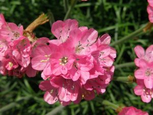 trávnička přímořská - Armeria maritima