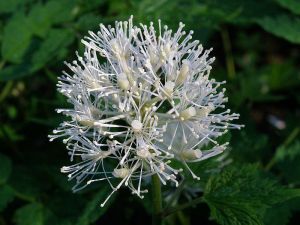 samorostlík červený - Actaea rubra