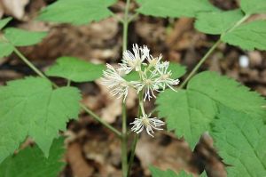 samorostlík klasnatý - Actaea spicata