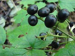 samorostlík klasnatý - Actaea spicata