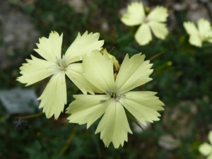 hvozdík knappii - Dianthus knappii