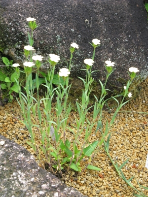 hvozdík knappii - Dianthus knappii