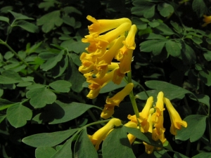 dymnivka žlutá - Corydalis lutea