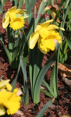 narcis Rijnvelds Early Sensation - Narcissus Rijnvelds Early Sensation