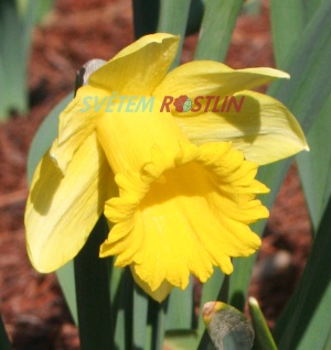 narcis Rijnvelds Early Sensation - Narcissus Rijnvelds Early Sensation