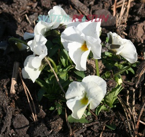 violka rohatá Endurio White - Viola cornuta Endurio White