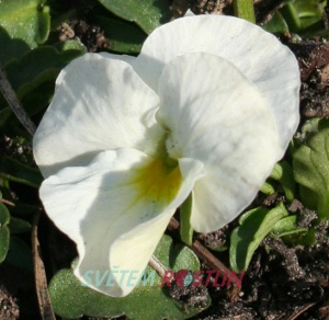 violka rohatá Endurio White - Viola cornuta Endurio White