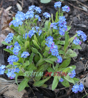 pomněnka lesní Nina Indigo - Myosotis sylvatica Nina Indigo