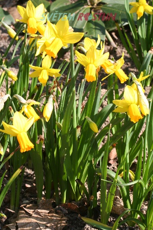 narcis bramboříkový Jetfire - Narcissus cyclamineus Jetfire