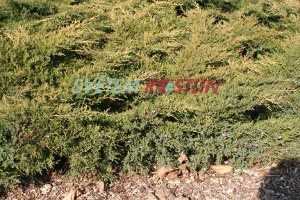jalovec x pfitzeriana Goldkissen - Juniperus x pfitzeriana Goldkissen