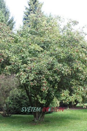 hloh pýřitolistý - Crataegus submollis