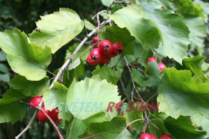 hloh pýřitolistý - Crataegus submollis