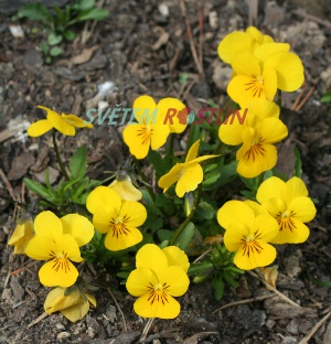 violka rohatá Carpet Purple WingsYellow - Viola cornuta Carpet Purple WingsYellow